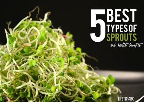 Are sprouts good for you. Things To Know About Are sprouts good for you. 
